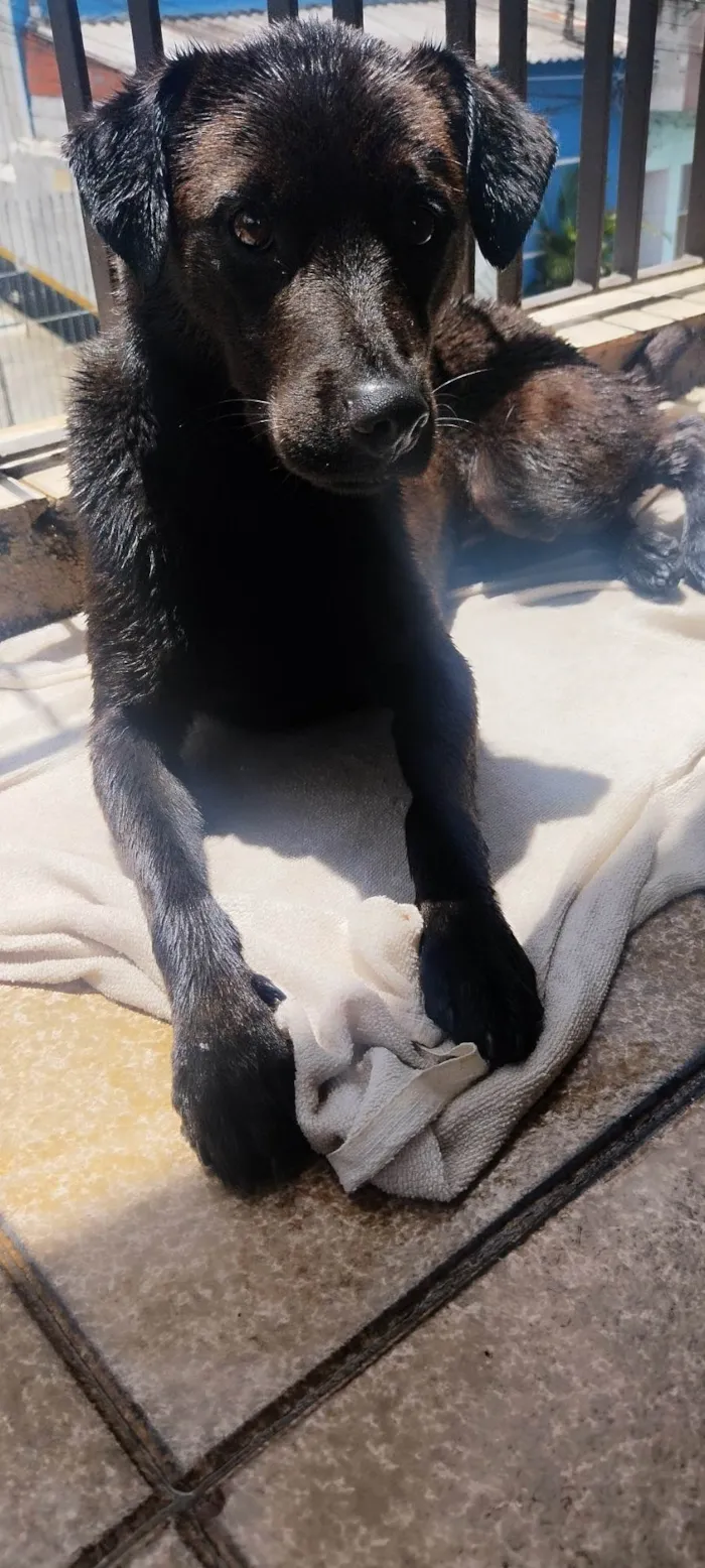 Cachorro ra a SRD-ViraLata idade 1 ano nome Dom