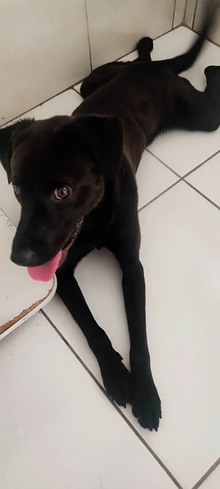 Cachorro ra a SRD-ViraLata idade 1 ano nome Dom