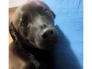 Cachorro raça SRD-ViraLata idade 1 ano nome Dom
