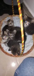 Gatinhos