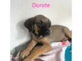 Dorothy