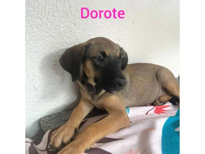 Cachorro ra a SRD-ViraLata idade 2 a 6 meses nome Dorothy