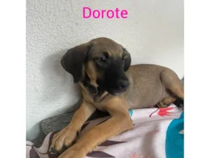 Cachorro raça SRD-ViraLata idade 2 a 6 meses nome Dorothy