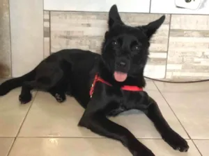 Cachorro raça Sem raça definida idade 7 a 11 meses nome Pierrie