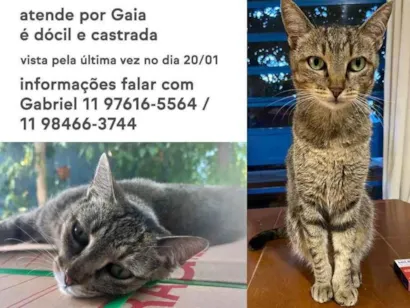 Gato raça SIAMESA idade 6 ou mais anos nome GAIA