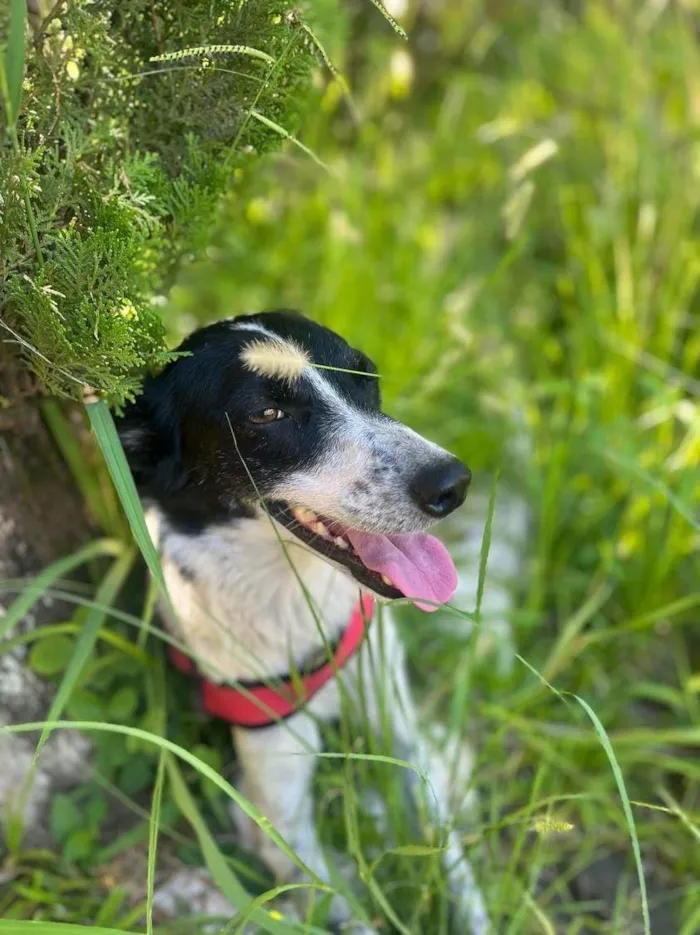 Cachorro ra a SRD-ViraLata idade 1 ano nome Lilo