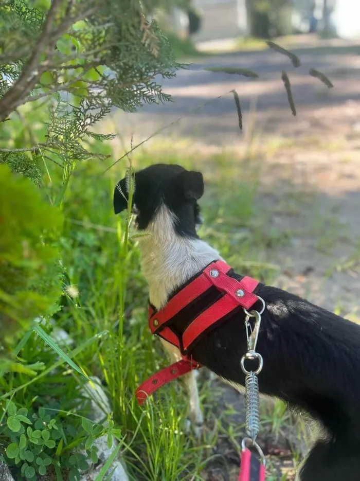 Cachorro ra a SRD-ViraLata idade 1 ano nome Lilo