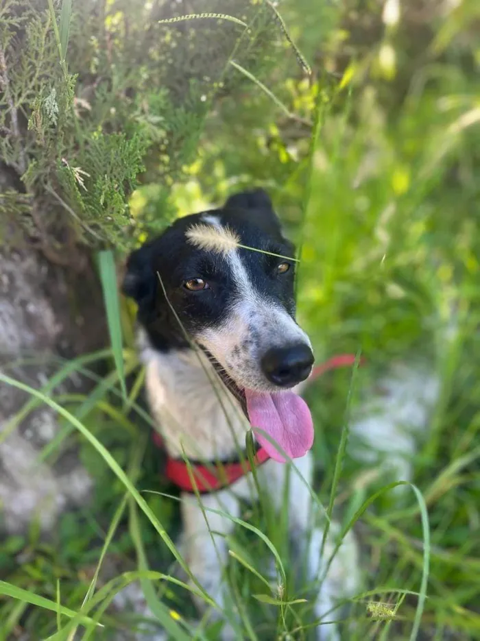 Cachorro ra a SRD-ViraLata idade 1 ano nome Lilo