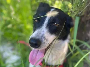 Cachorro raça SRD-ViraLata idade 1 ano nome Lilo