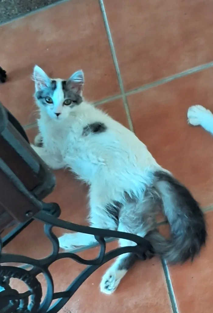 Gato ra a SRD-ViraLata idade 2 a 6 meses nome MEL
