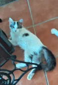 MEL