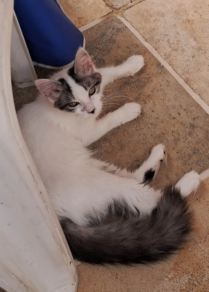 Gato ra a SRD-ViraLata idade 2 a 6 meses nome MEL