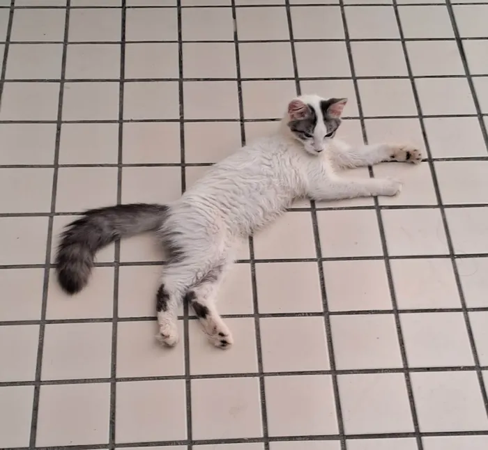 Gato ra a SRD-ViraLata idade 2 a 6 meses nome MEL
