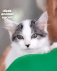 MEL