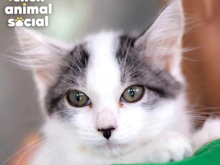 Gato ra a SRD-ViraLata idade 2 a 6 meses nome MEL