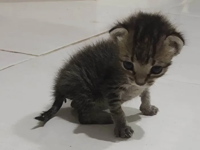 Gato ra a Vira lata idade Abaixo de 2 meses nome Lunna