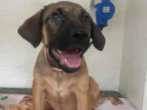 Cachorro raça SRD-ViraLata idade 2 a 6 meses nome Pedrita