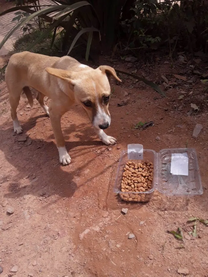 Cachorro ra a SRD-ViraLata idade 7 a 11 meses nome Sem nome