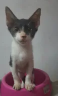 Luan