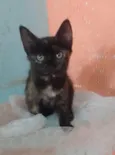 Florzinha