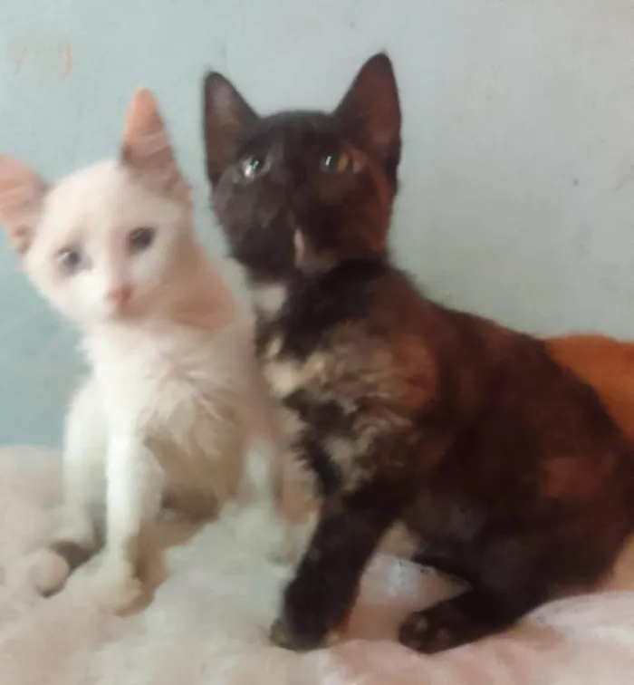 Gato ra a Srd idade 2 a 6 meses nome Florzinha
