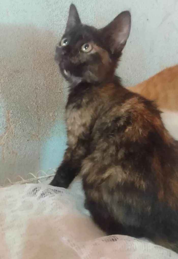 Gato ra a Srd idade 2 a 6 meses nome Florzinha