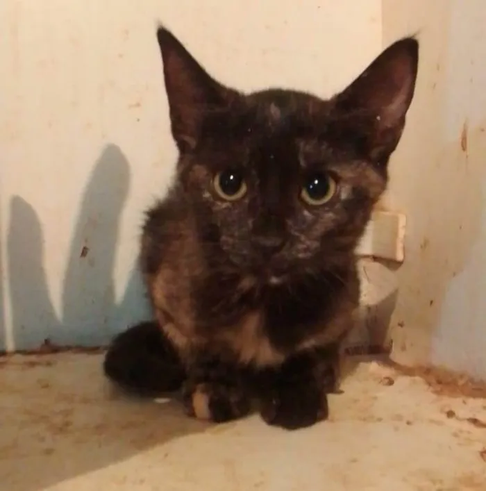 Gato ra a Srd idade 2 a 6 meses nome Florzinha