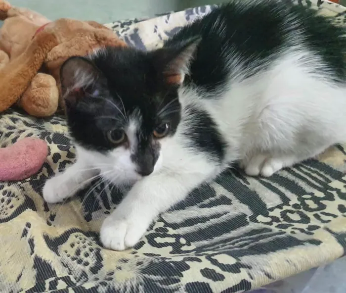 Gato ra a Srd idade 2 a 6 meses nome Vakinha