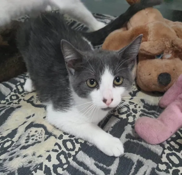 Gato ra a Srd idade 2 a 6 meses nome .....
