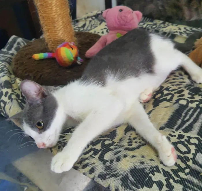 Gato ra a Srd idade 2 a 6 meses nome .....