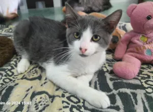 Gato raça Srd idade 2 a 6 meses nome .....