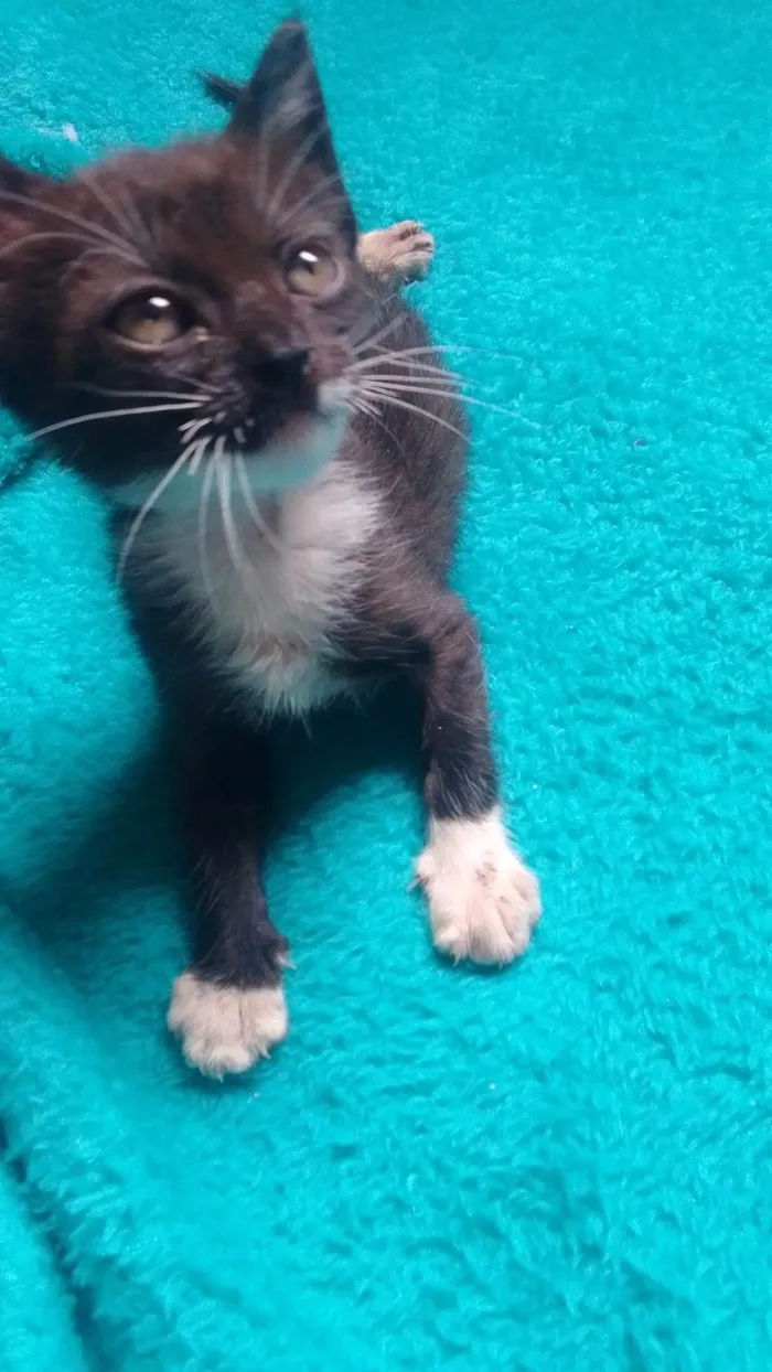 Gato ra a Srd idade 2 a 6 meses nome Batman 