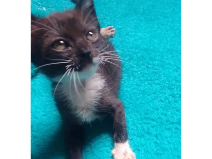 Gato ra a Srd idade 2 a 6 meses nome Batman 