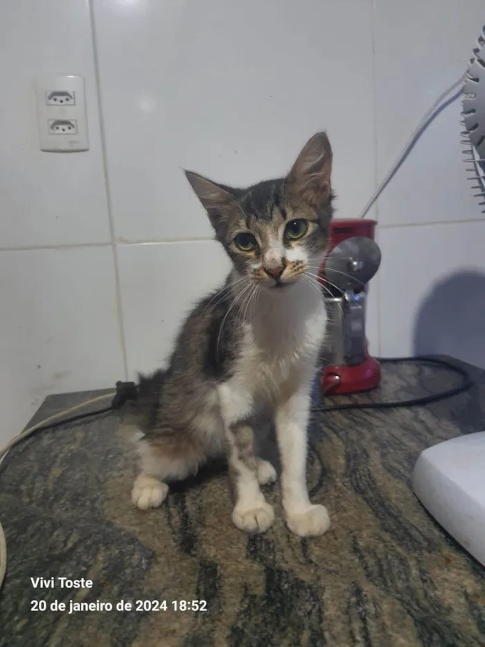 Gato ra a Srd idade 2 a 6 meses nome .......