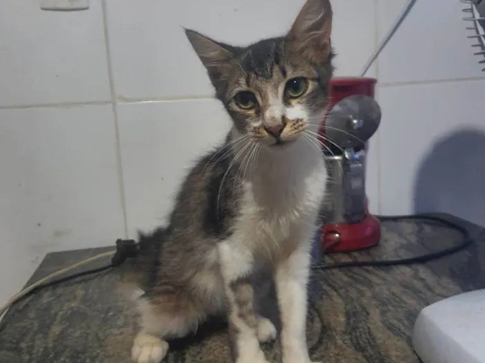 Gato ra a Srd idade 2 a 6 meses nome .......