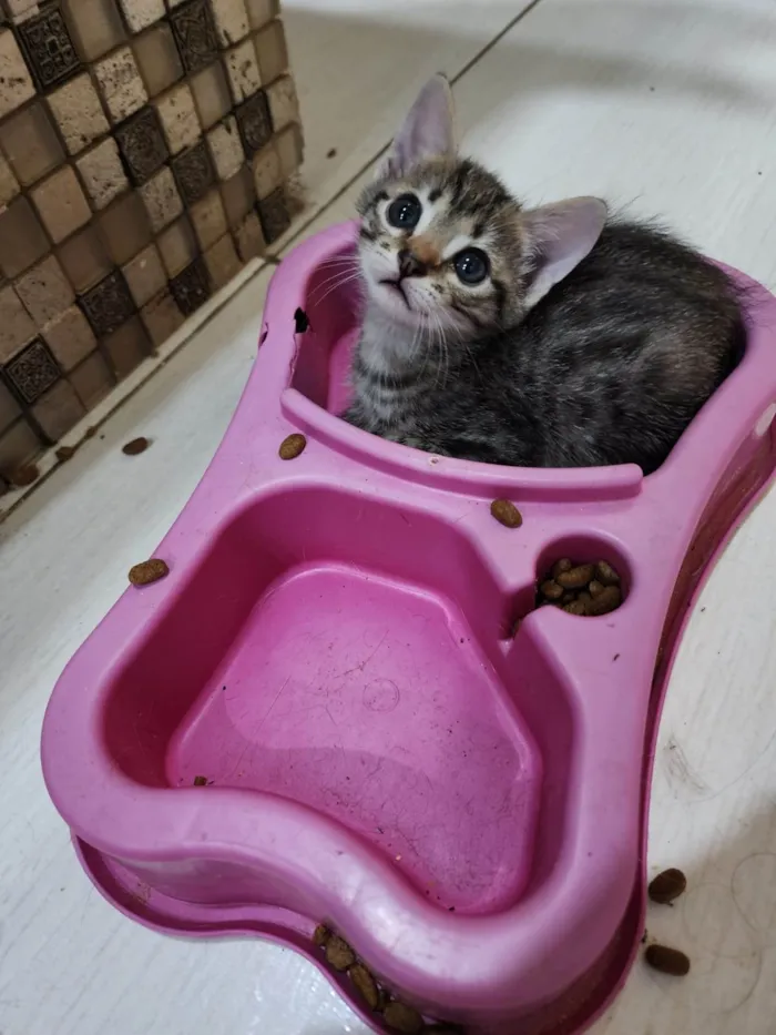 Gato ra a Srd idade 2 a 6 meses nome Lily e Lana