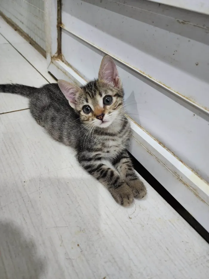Gato ra a Srd idade 2 a 6 meses nome Lily e Lana