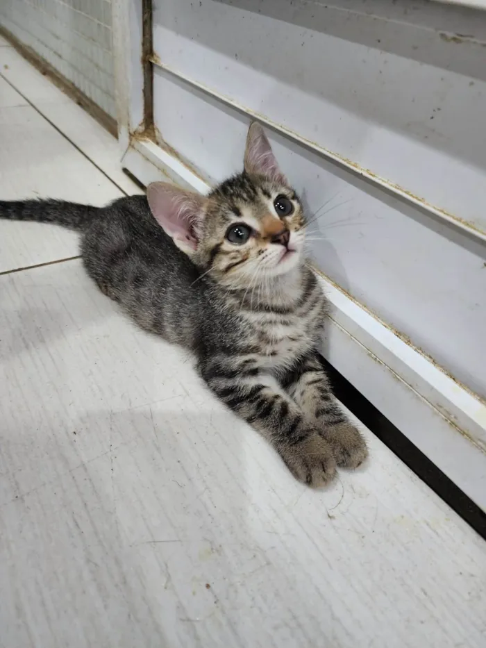 Gato ra a Srd idade 2 a 6 meses nome Lily e Lana