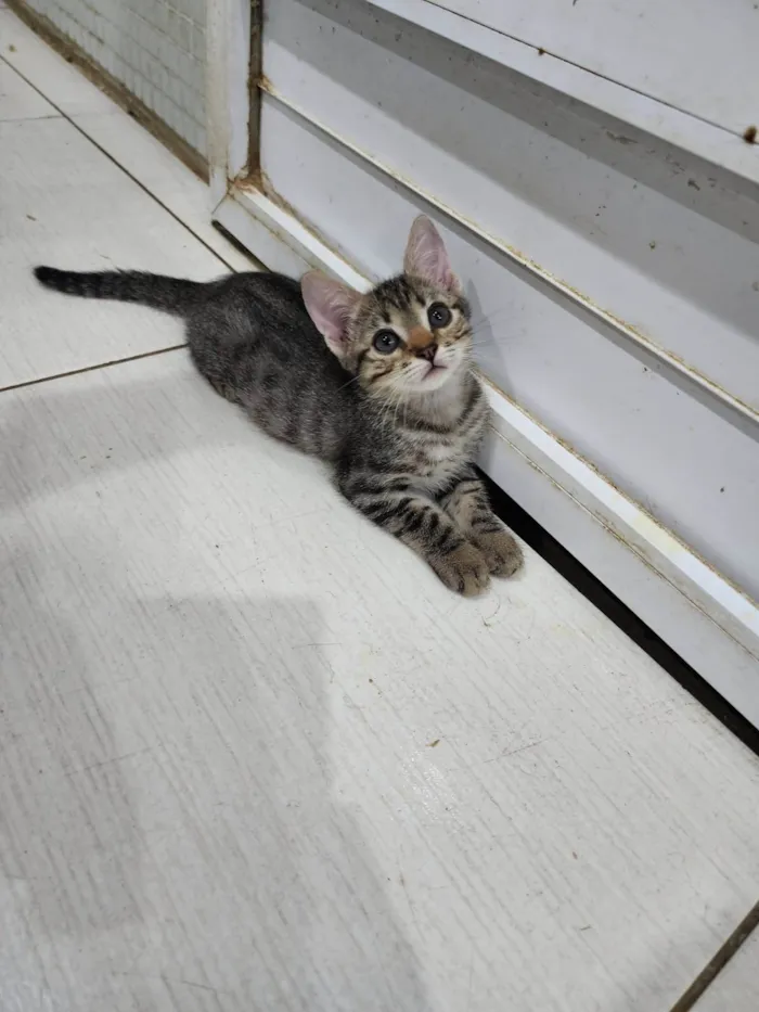 Gato ra a Srd idade 2 a 6 meses nome Lily e Lana