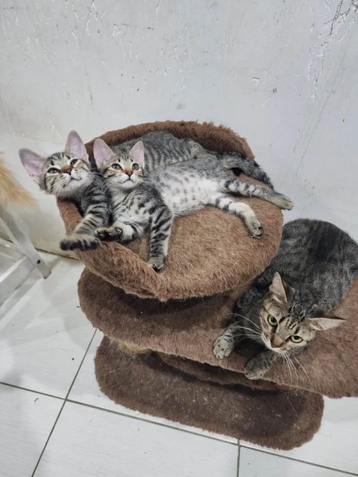 Gato ra a Srd idade 2 a 6 meses nome Lily e Lana