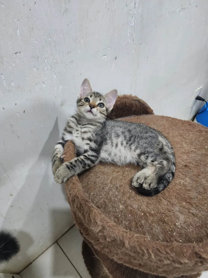 Gato ra a Srd idade 2 a 6 meses nome Lily e Lana