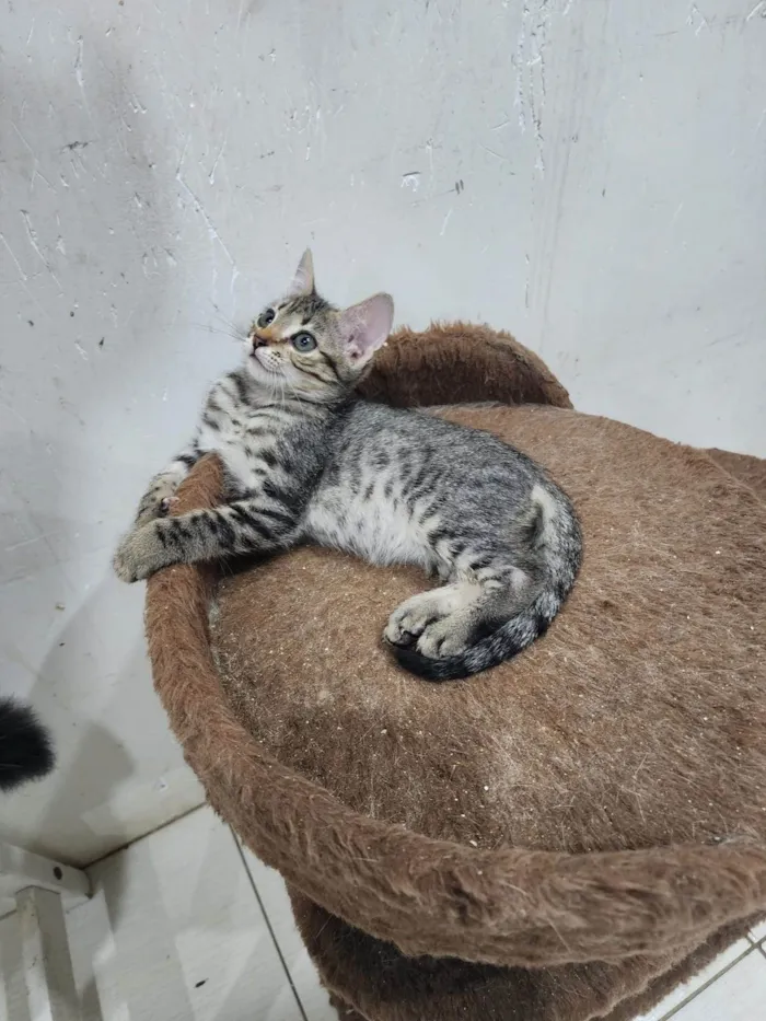 Gato ra a Srd idade 2 a 6 meses nome Lily e Lana