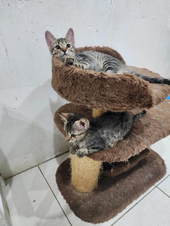 Gato ra a Srd idade 2 a 6 meses nome Lily e Lana