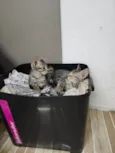 Lily e Lana