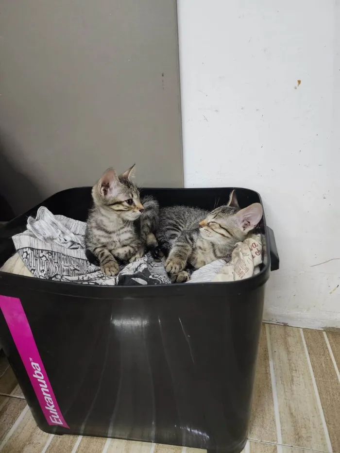 Gato ra a Srd idade 2 a 6 meses nome Lily e Lana