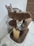 Lily e Lana