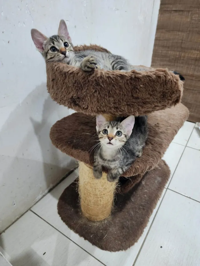 Gato ra a Srd idade 2 a 6 meses nome Lily e Lana