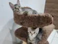 Lily e Lana