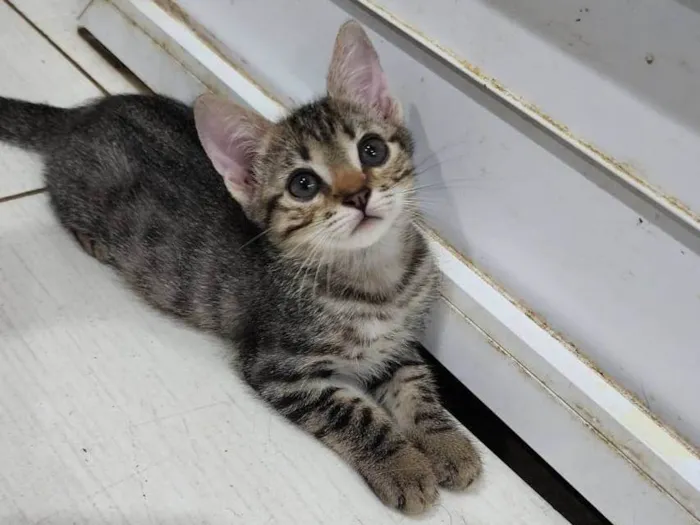 Gato ra a Srd idade 2 a 6 meses nome Lily e Lana