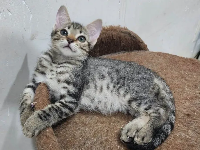 Gato ra a Srd idade 2 a 6 meses nome Lily e Lana
